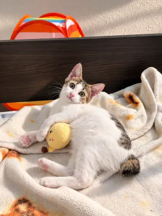Egg (Bobtail Beauty)