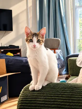 Egg (Bobtail Beauty)