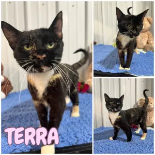 Terra