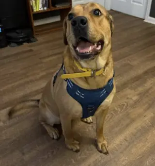 Spooks. Urgently needs a foster or adopter