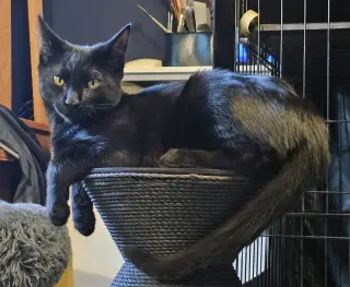 Coco