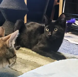 Coco
