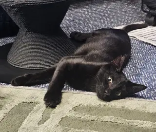 Coco