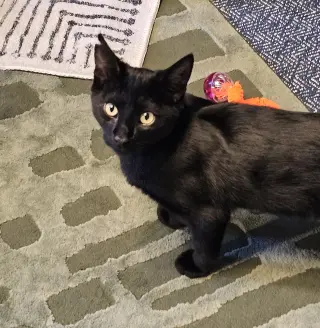 Coco