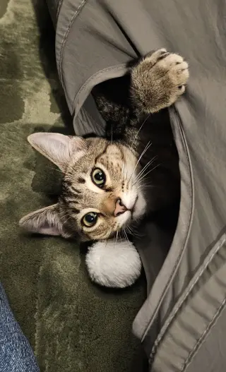 Teddy