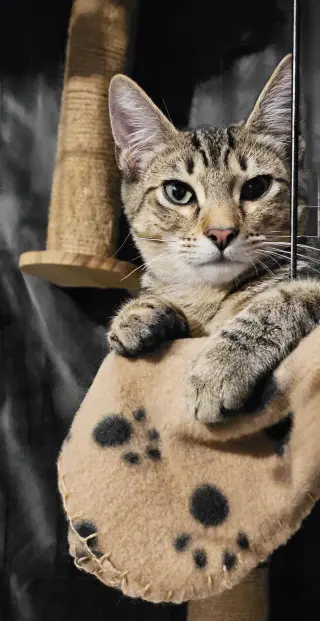 Teddy