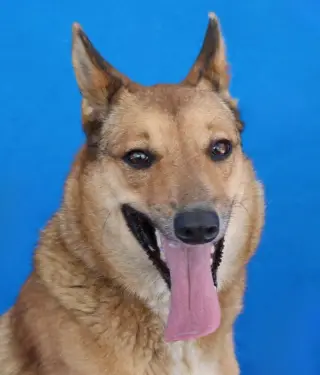 BELLA