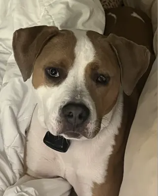 Norman Urgently needs Foster or Adopter