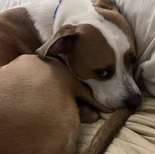 Norman Urgently needs Foster or Adopter