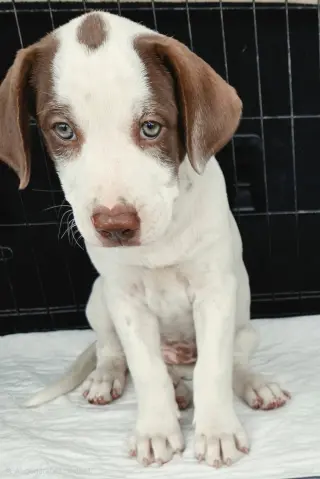 PUPPY AYLA