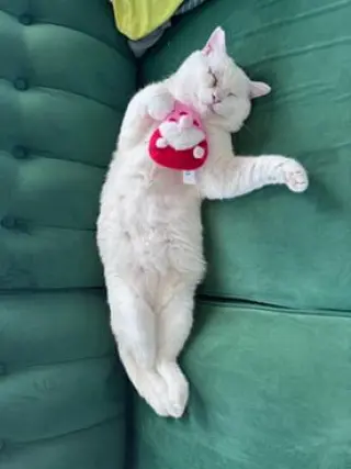 Prince