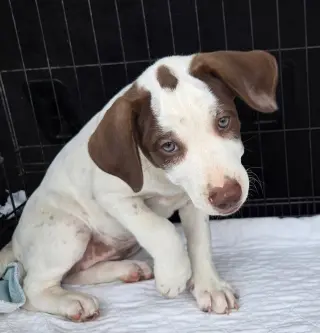PUPPY AYLA