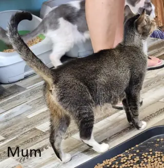 Mum