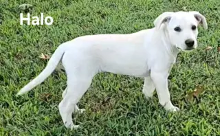 PUPPY HALO