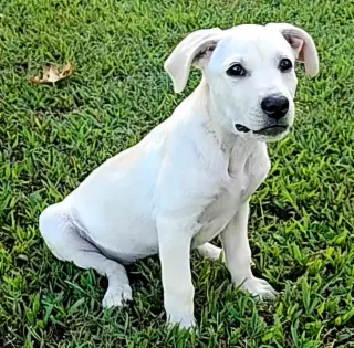 PUPPY HALO