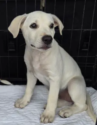 PUPPY HALO