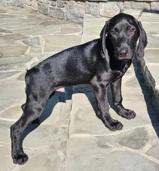 PUPPY JAY JAY