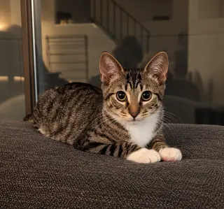 Toast (The Breakfast Club)