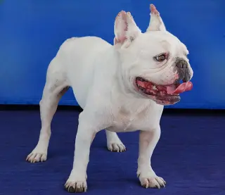 JAX