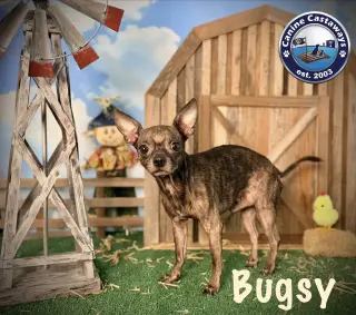 Bugsy