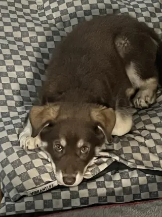 PJ