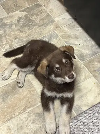 PJ