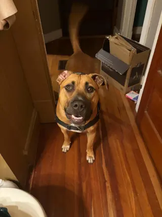 Kade