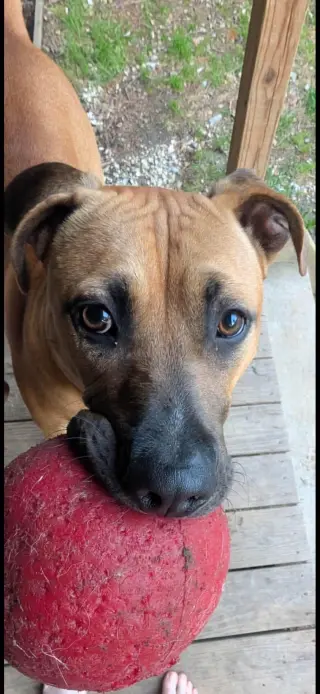 Kade