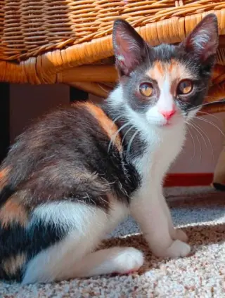 Thelma Lou