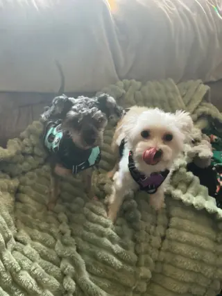 Willow and Sadie