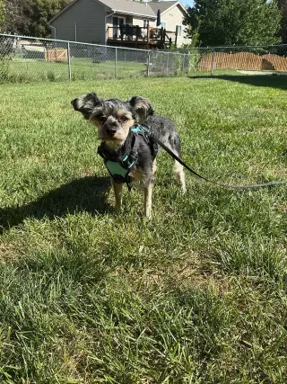 Willow and Sadie
