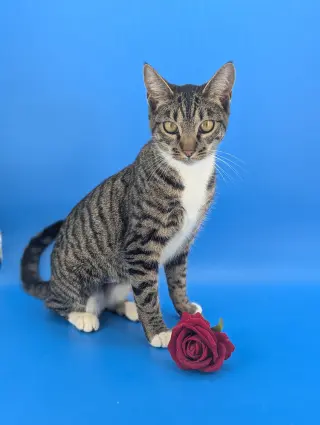 Dill the Queen