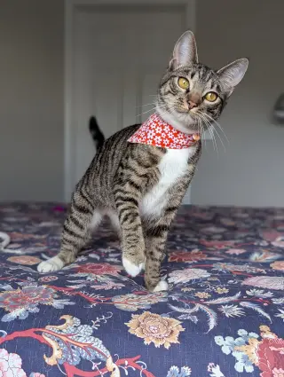 Dill the Queen