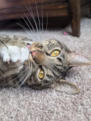 Dill the Queen