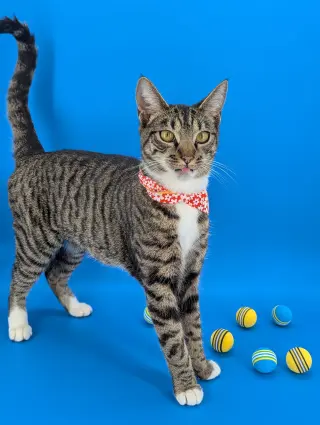 Dill the Queen