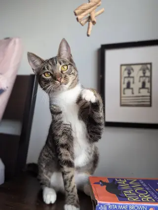 Dill the Queen