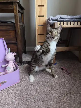 Dill the Queen