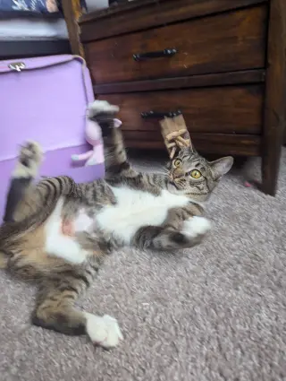 Dill the Queen