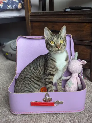 Dill the Queen