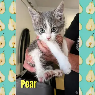 Pear