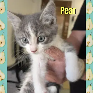 Pear