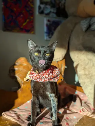 Miso (FelV pos Lap Kitty)