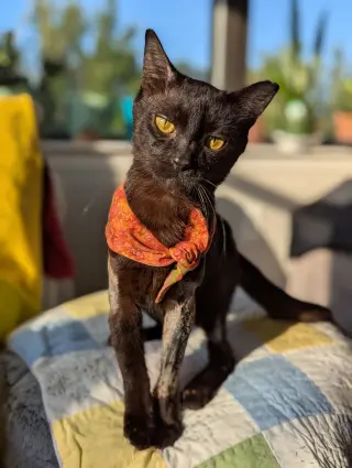 Miso (FelV pos Lap Kitty)