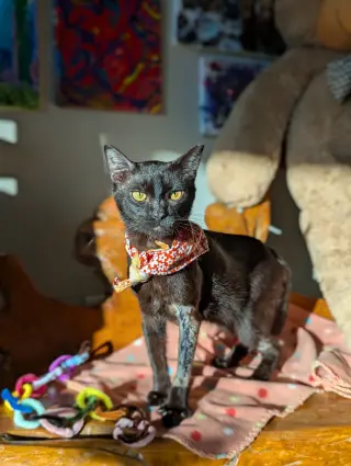 Miso (FelV pos Lap Kitty)