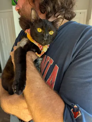 Miso (FelV pos Lap Kitty)