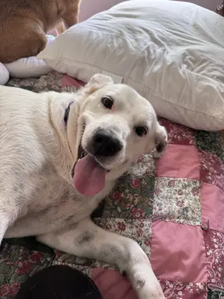 Sadie