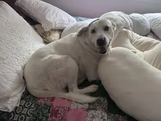 Sadie