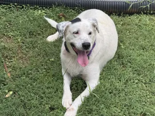 Sadie