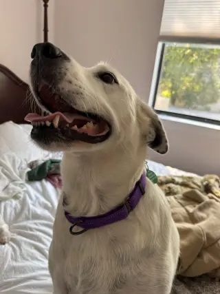 Sadie