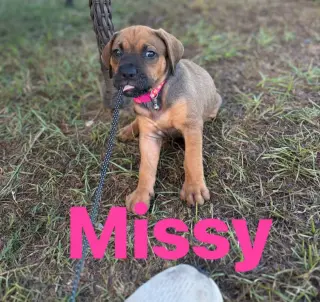 Missy